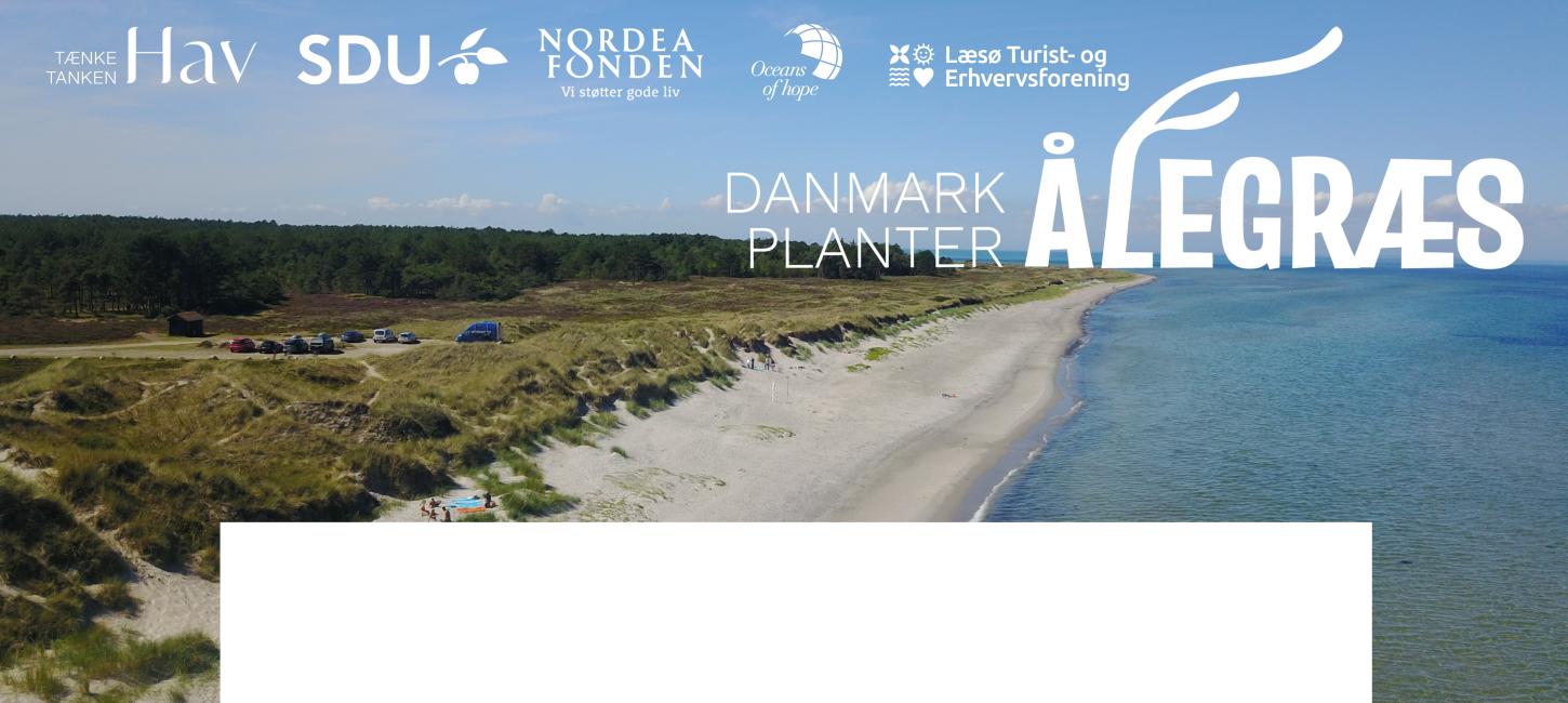 Læsø planter ålegræs- forside